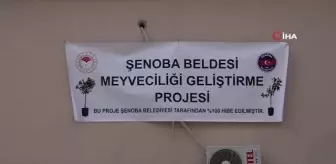 Şenoba beldesinde vatandaşa ücretsiz 10 bin meyve fidanı hibe edildi