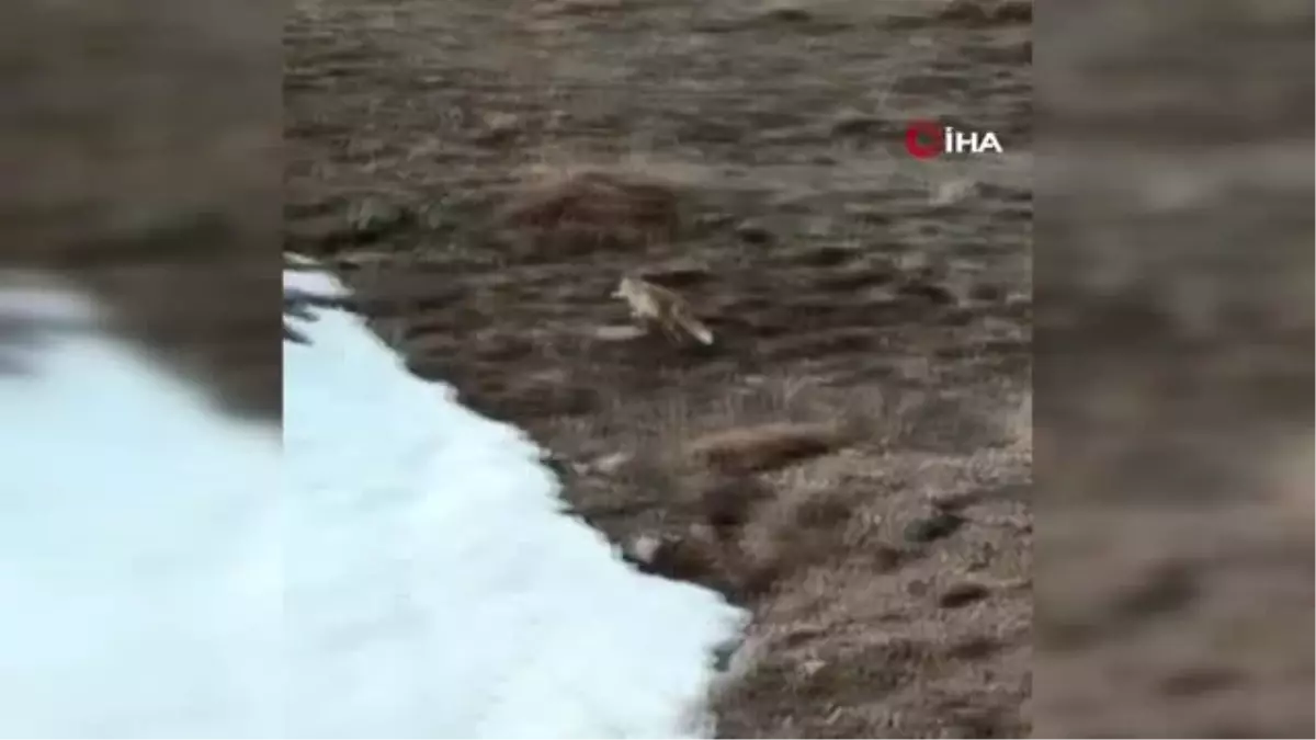 Soğukta aç kalan tilkiye marketten aldığı verdi: "Gel oğlum, gel kızım bak et orada"