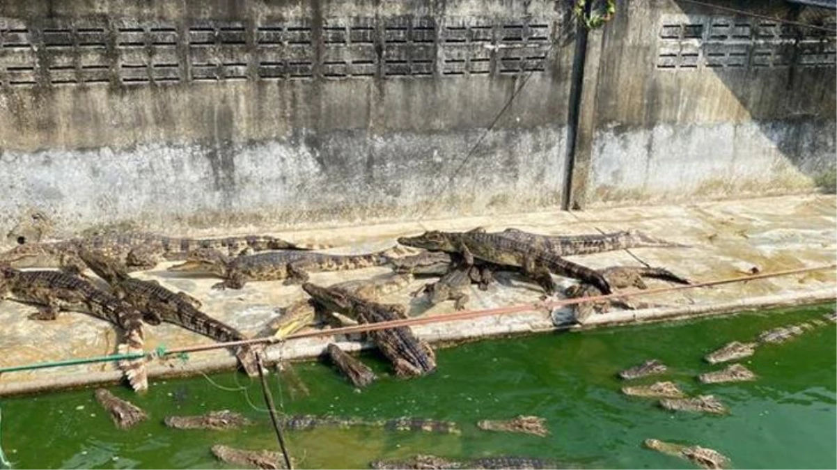 Tayland\'da akılalmaz olay! Ölüme terk edilen timsahlar birbirini yedi