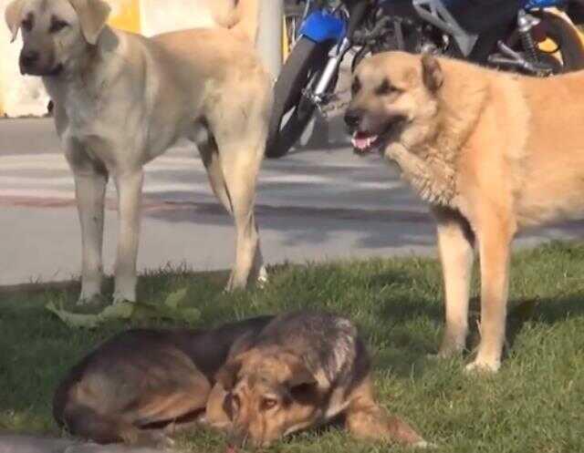 Yer: Batman! Başıboş köpekler okul bahçesinde öğretmene saldırarak yaraladı