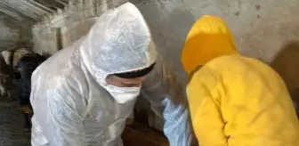 Ağrı'da 400 bin büyükbaş şap hastalığına karşı aşılanacak