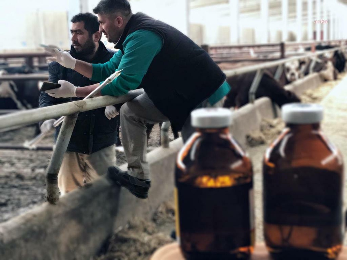 İstanbul Veteriner Hekimler Odası"Ndan Şap Uyarısı: "Hastalığın Kontrol Altına Alınabilmesi İçin Tüm Küçük ve Büyükbüş Hayvan Hareketliliği...
