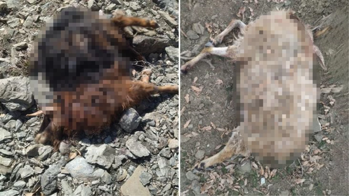 Diyarbakır\'da başıboş köpekler, sürüye saldırdı! 11 keçi telef oldu