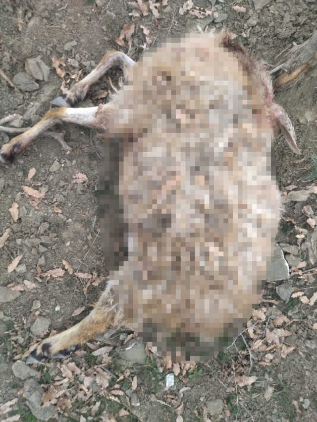 Kulp'ta başıboş köpekler 11 keçiyi telef etti Kulp'ta başıboş köpekler 11 keçiyi telef etti