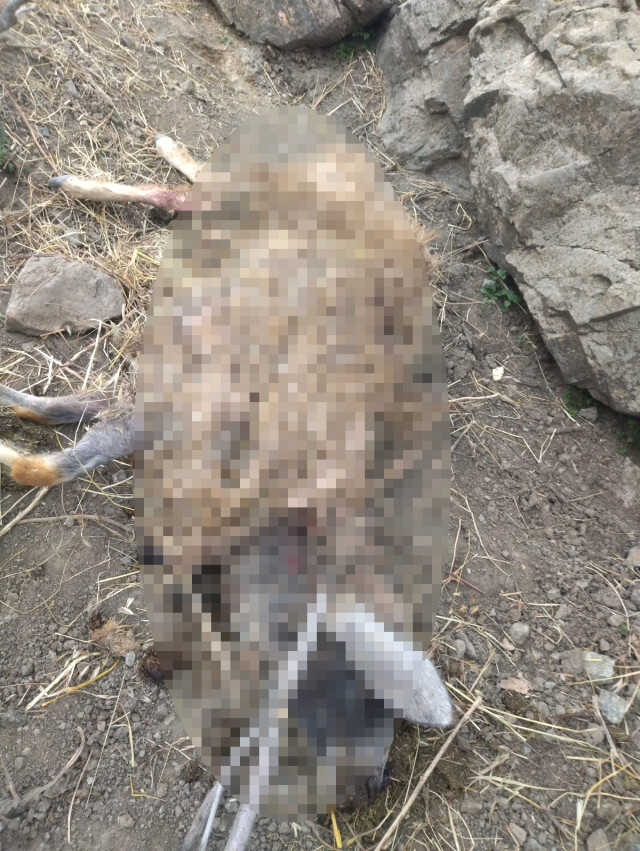Kulp'ta başıboş köpekler 11 keçiyi telef etti Kulp'ta başıboş köpekler 11 keçiyi telef etti