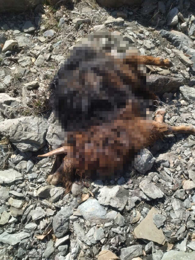 Kulp'ta başıboş köpekler 11 keçiyi telef etti Kulp'ta başıboş köpekler 11 keçiyi telef etti