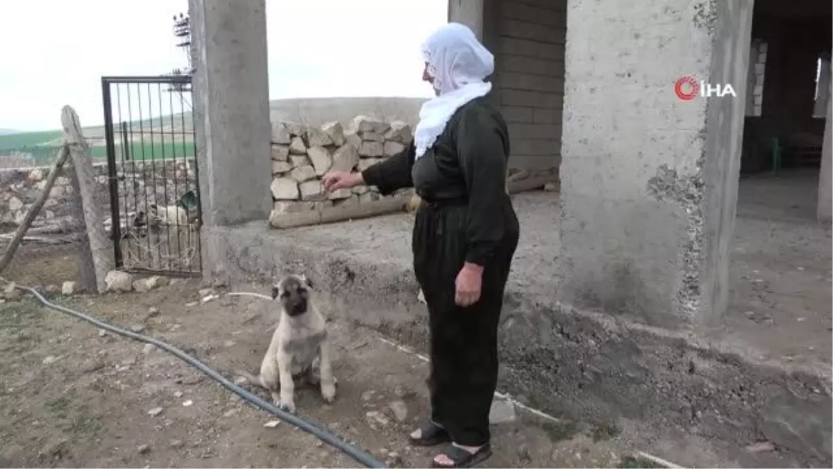 Mardin\'in Alagöz köyü Kangal köpeği sevgisiyle dikkat çekiyor