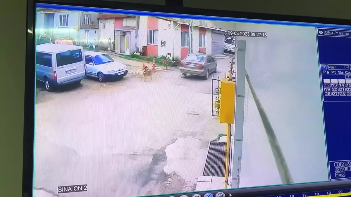 Otomobiliyle köpeği ezdi, arkasına bakmadan uzaklaştı