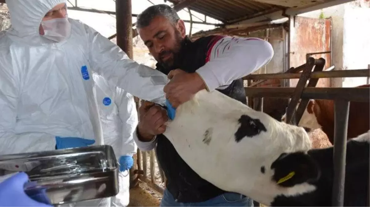 Şap krizi büyüyor! Sivas\'ta da hayvan hareketleri yasaklandı