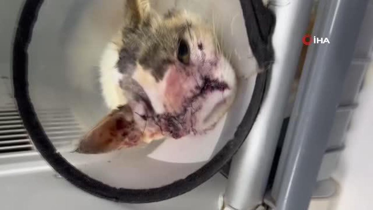 Kanserli kediye umut oldular