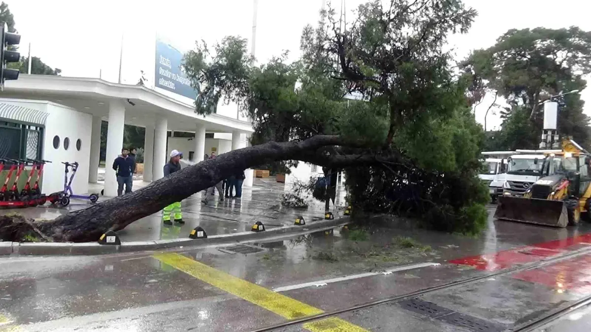 Kültürpark önündeki ağaç bir anda devrildi