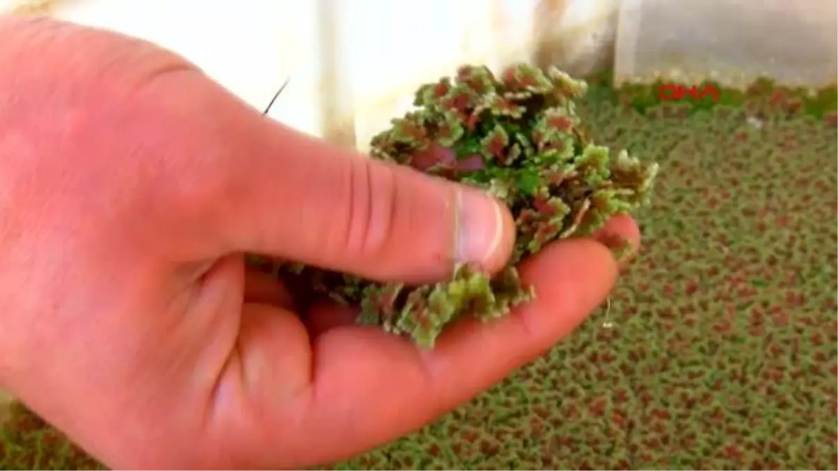 MALİYETİ DÜŞÜK, PROTEİNİ YÜKSEK HAYVAN YEMİ İÇİN AZOLLA BİTKİSİNİ AĞIR METALLERDEN ARINDIRDI