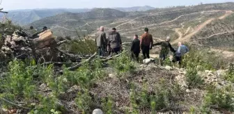 Yangın bölgesinde dikilen fidanlar boy vermeye başladı