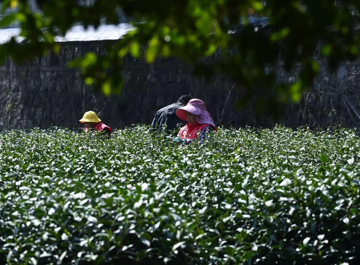 Çin\'in Ünlü Longjing Çayı İçin Hasat Başladı