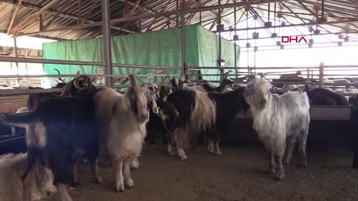 ELAZIĞ\'DA 170 BİN HAYVANDAN 140 BİNİ AŞILANACAK