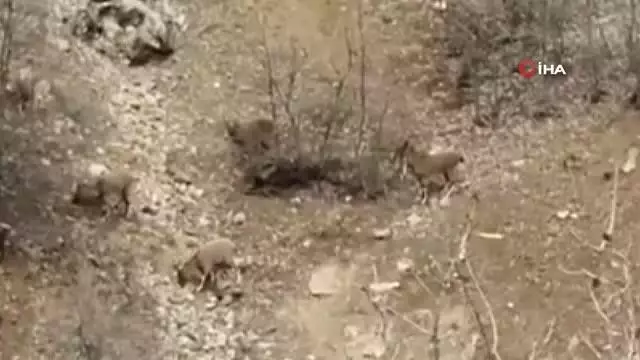 Son Dakika Karakoçan Haberleri - Karakoçan Son Dakika