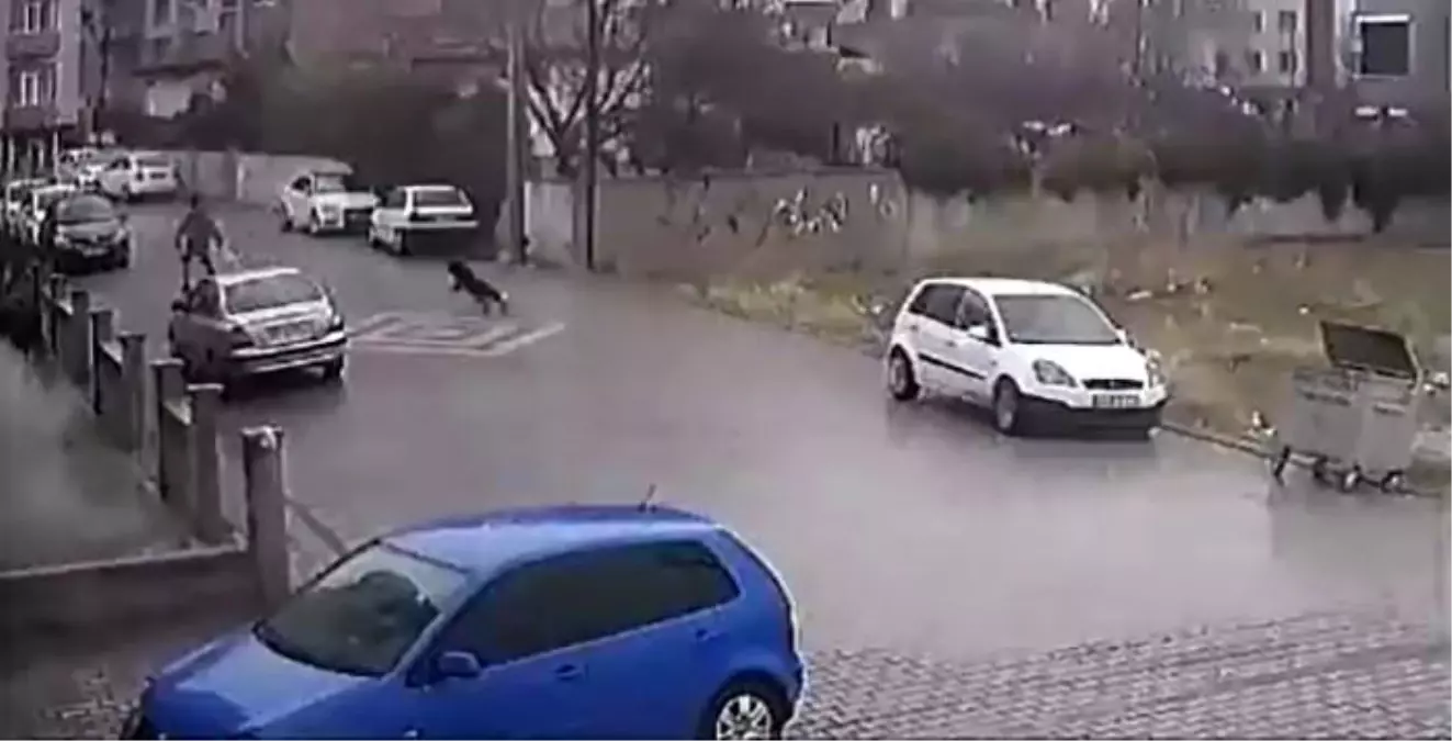 Kendisine doğru koşan köpekleri fark etti, otomobil üzerine çıktı... O anlar kamerada