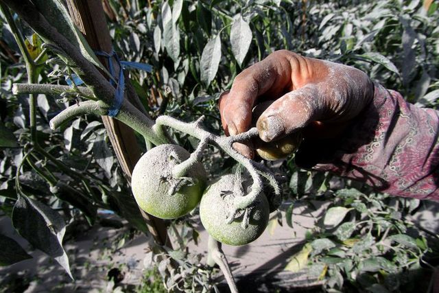 Merapi Yanardağı'nın Patlamasının Ardından Ekinler Zarar Gördü Merapi Yanardağı'nın Patlamasının Ardından Ekinler Zarar Gördü