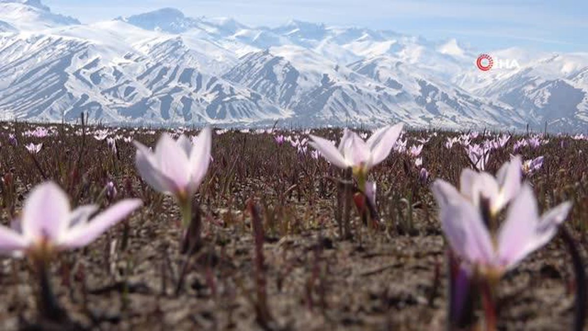 Yüksekova'da baharın müjdeleyicisi kardelenler çiçek açtı