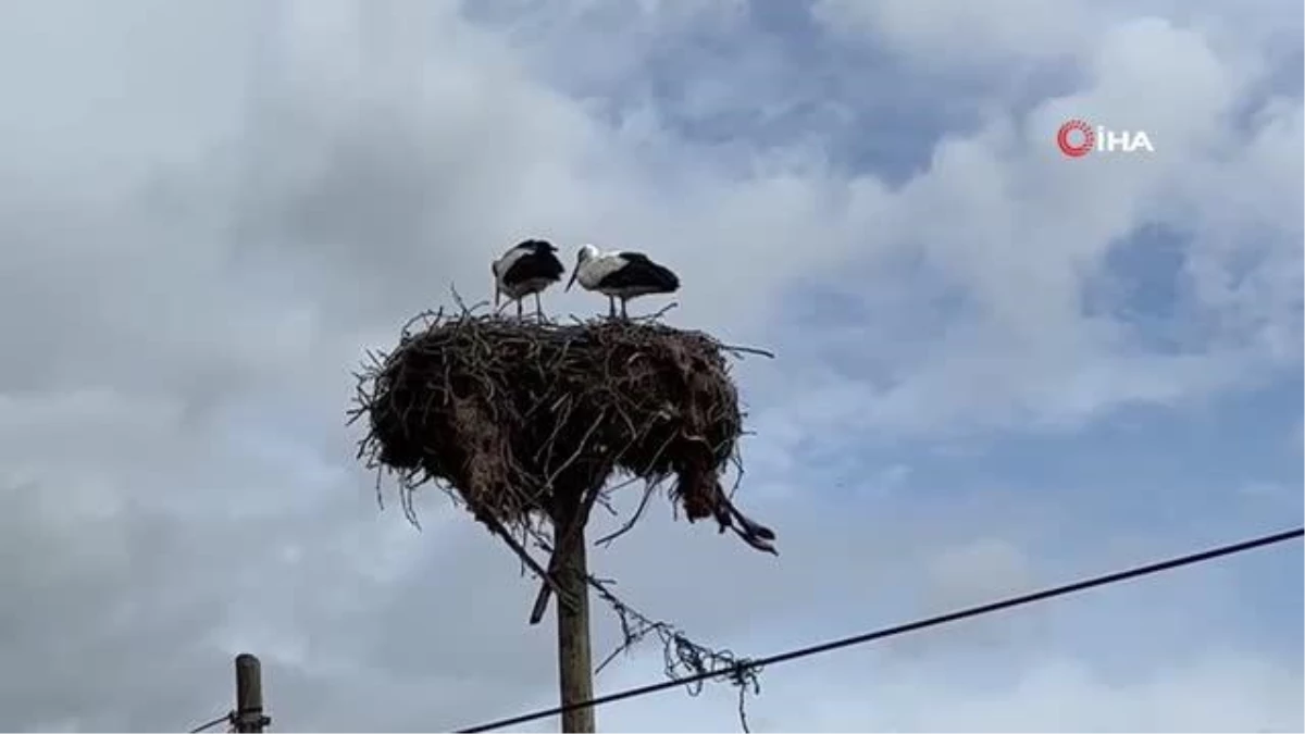 Baharın müjdecisi leylekler yuvalarına döndü