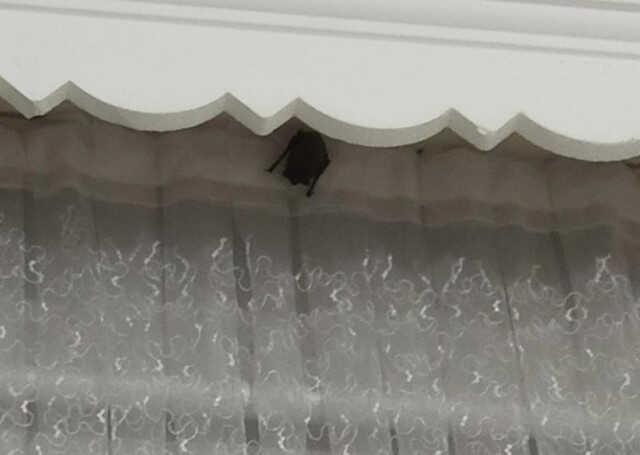 E ve balkon kapısından giren yarasa iki çocuğun kulağını ısırdı