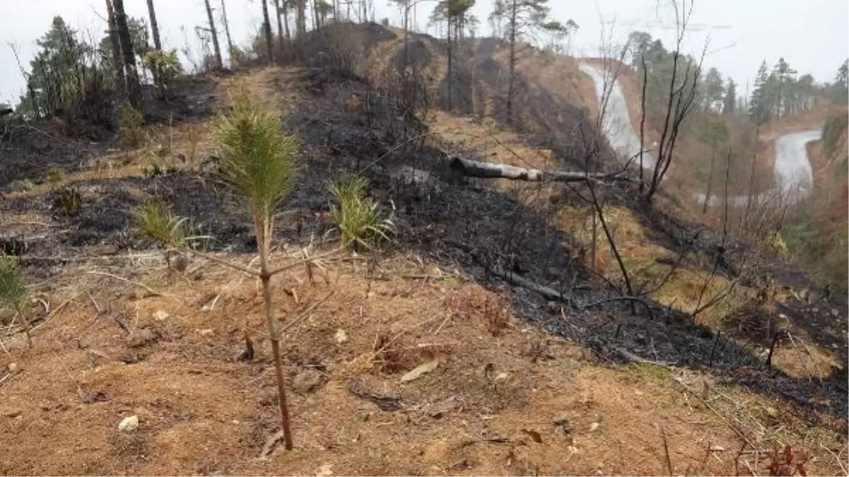 ÖRTÜ YANGINLARI LODOSLA SIKLAŞTI, \'ANIZ\' UYARISI GELDİ
