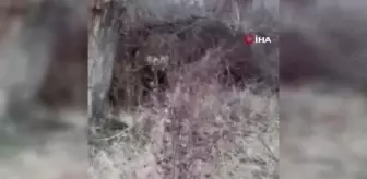 Aç kalan ayı köy yakınına kadar indi