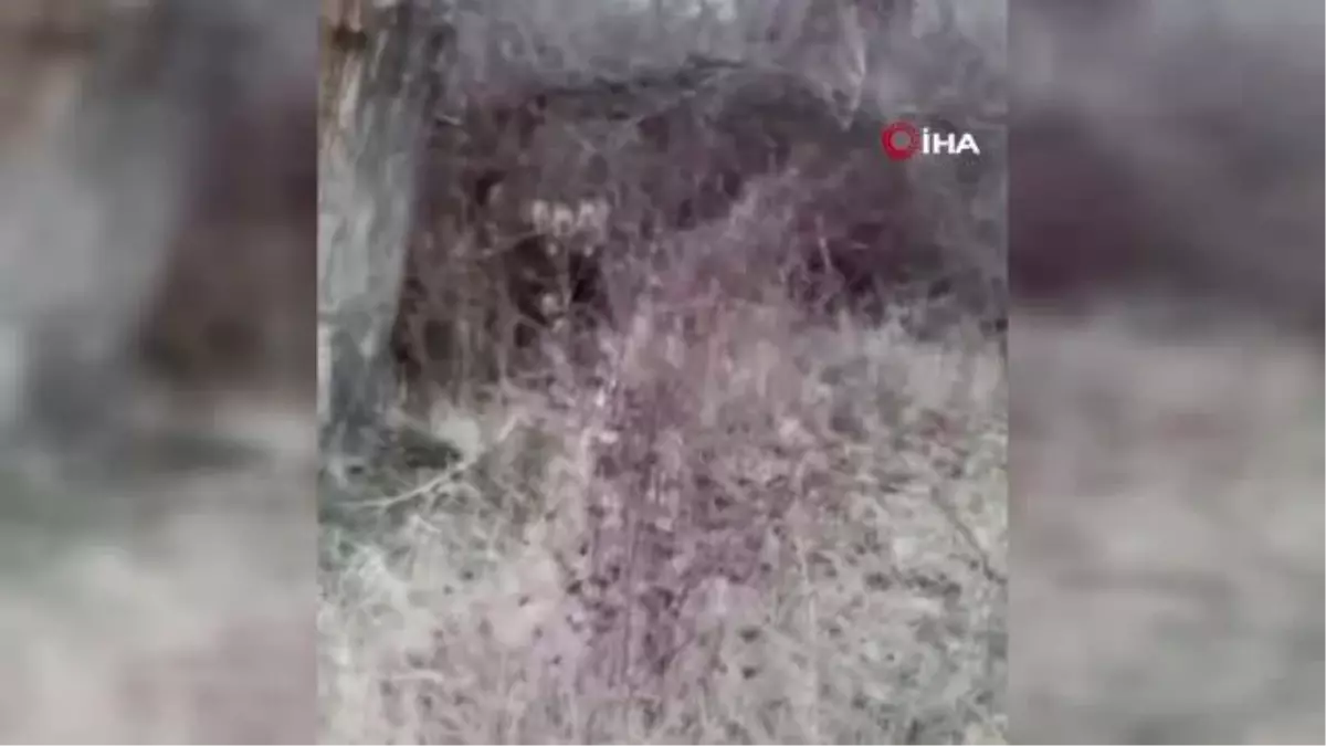 Aç kalan ayı köy yakınına kadar indi