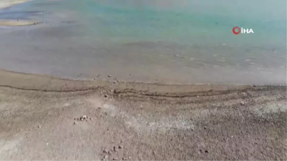 Büyükçekmece Baraj Gölü çekildi, balıkların olduğu yerde koyunlar otluyor