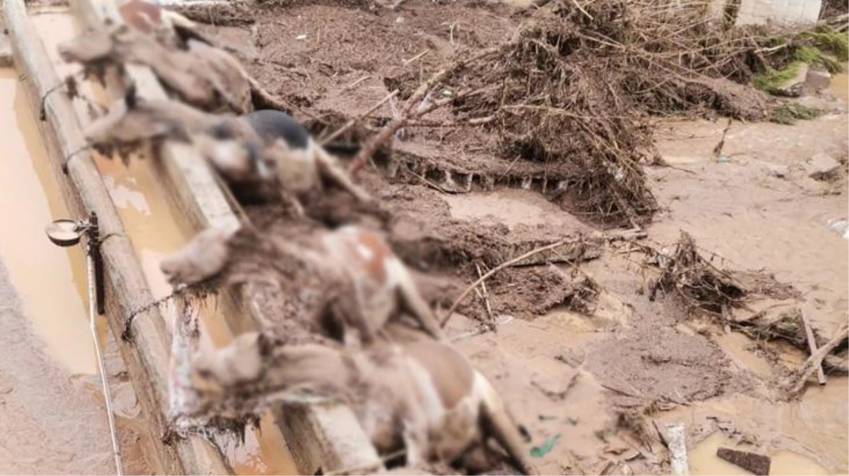 Şanlıurfa\'da yaşanan sel felaketinde 8 büyükbaş hayvan telef oldu