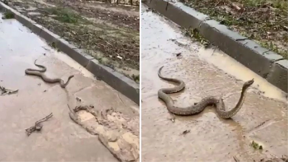 Şanlıurfa\'yı vuran sel felaketiyle birlikte, sokakları mesken tutan yılanlar dehşet saçtı!