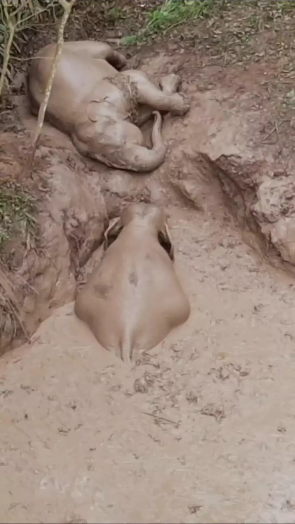 Çin\'de Çamur Dolu Çukurda Mahsur Kalan Fil Kurtarıldı