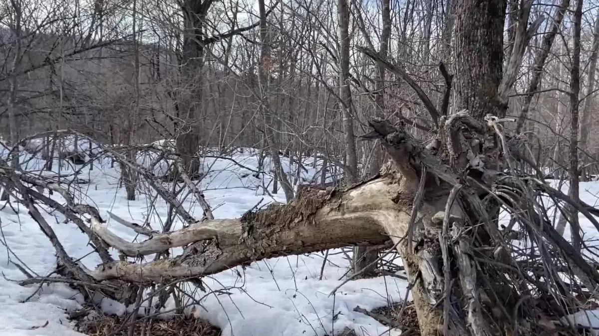 Çin\'deki Ulusal Parkta Kaplan ve Leopar Nüfusu Artıyor