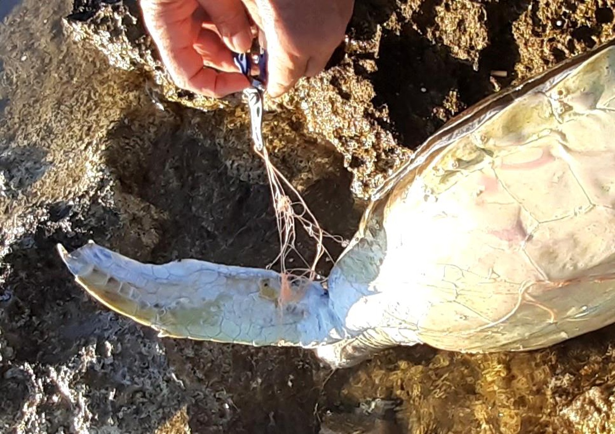 Didim\'de caretta caretta cinsi deniz kaplumbağası ölü bulundu