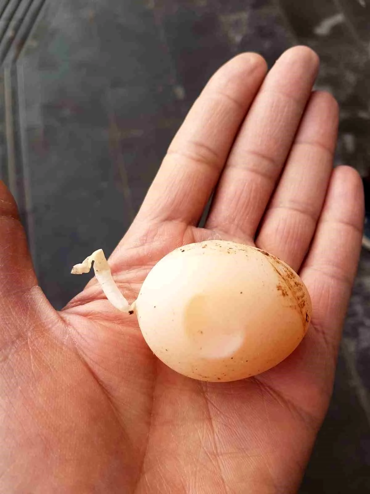 Diyarbakır\'da kuyruklu yumurta görenleri şaşırttı