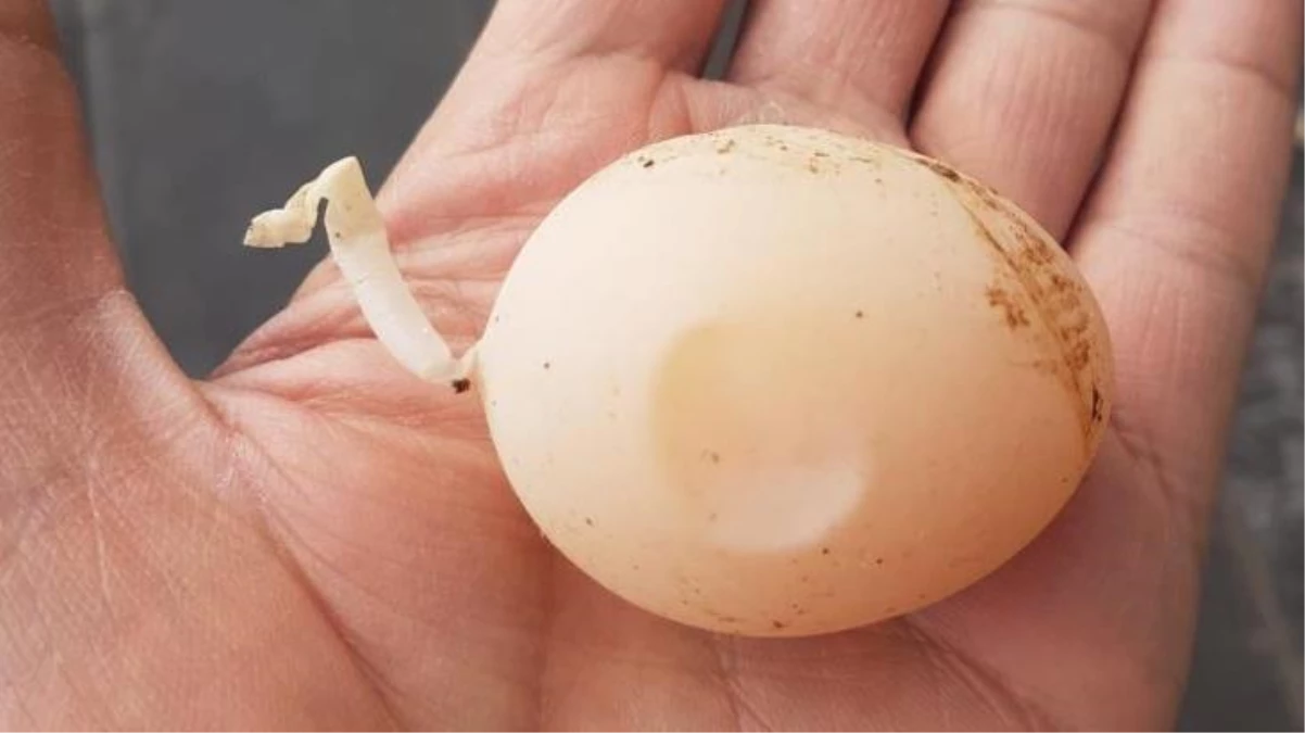 Diyarbakır\'da kuyruklu yumurta görenleri şaşırttı