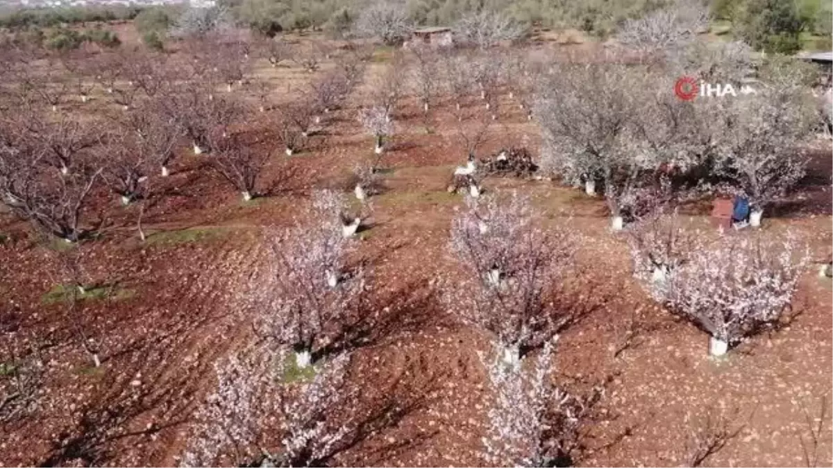 Manisa\'dan dünya sofralarını süsleyecek kirazda ağaçlar çiçek açtı