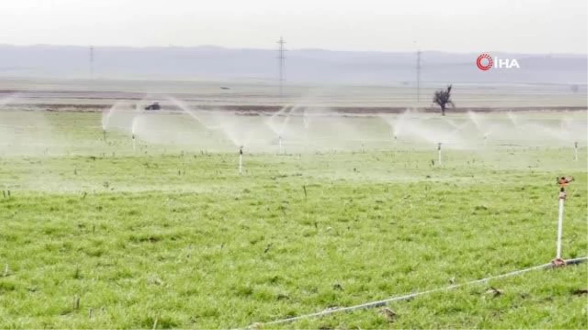 Tarımsal uzmanı uyardı: "Fazla sulama insan ve hayvan sağlığına zarar verebilir"