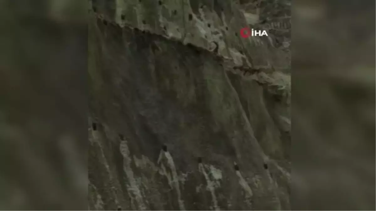 Çoruh havzasında yaban keçileri böyle görüntülendi