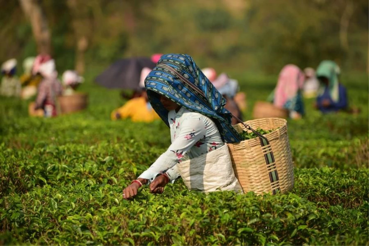 Hindistan\'da İşçiler Çay Toplama Mesaisinde
