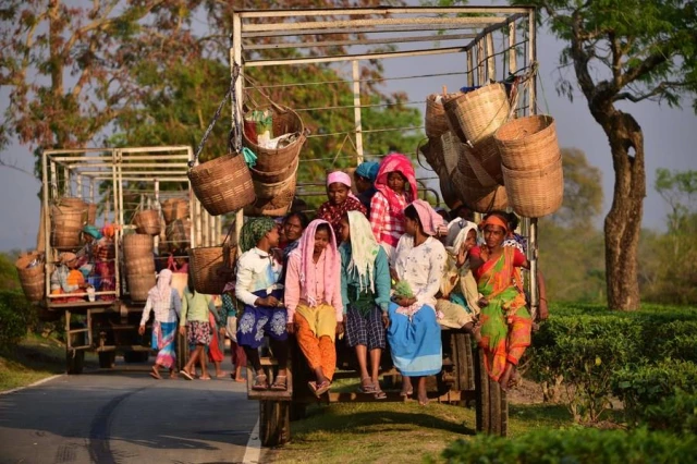 Hindistan'da İşçiler Çay Toplama Mesaisinde