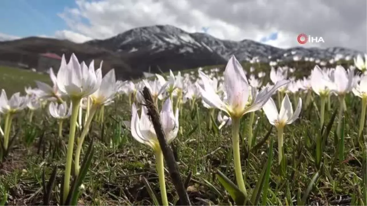 Kardelen çiçekleri Muş Ovası\'nı süslemeye başladı
