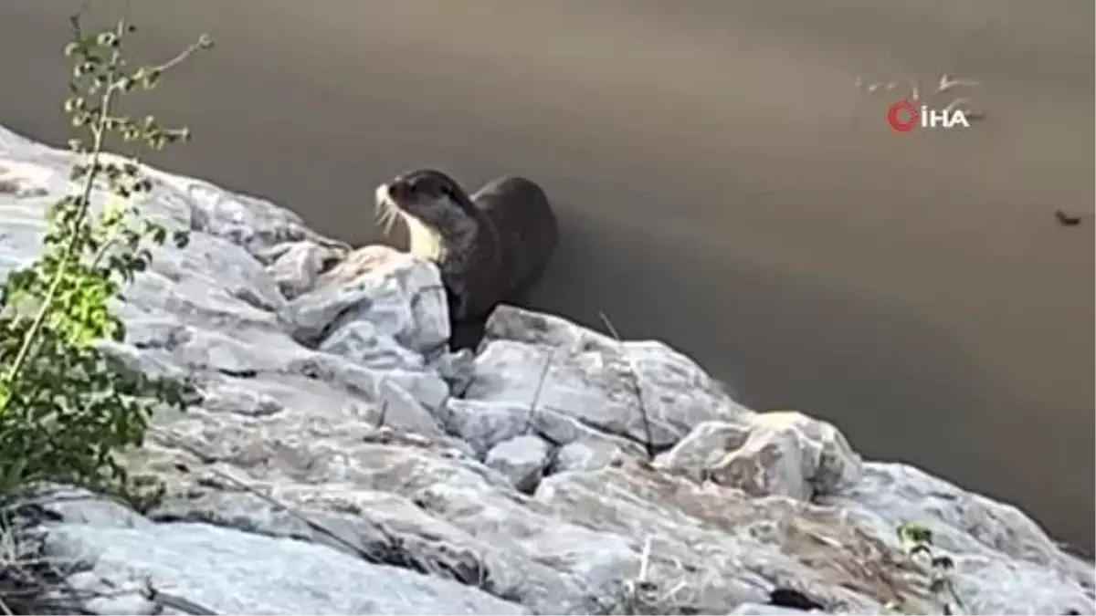 Koruma altındaki su samuru böyle görüntülendi