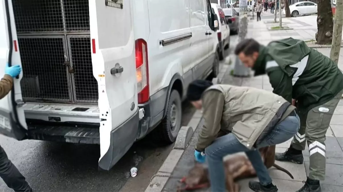 Küçük çocuğa saldıran pitpull cinsi köpeğin sahibi gözaltına alındı