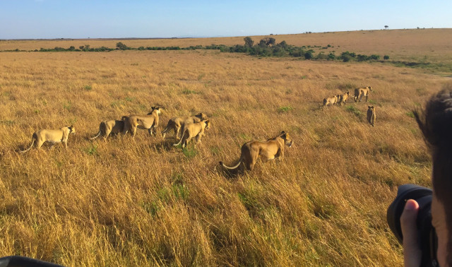 Tanzanya'da 12 yaşındaki aslan, genç aslanlar tarafından öldürüldü