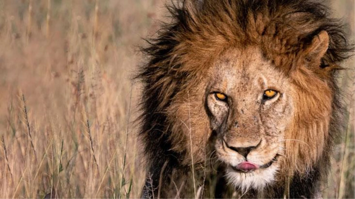 "Serengeti\'nin Kralı" Bob Junior, genç rakipleri tarafından öldürüldü