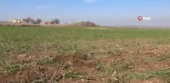 Uykuları kaçan çiftçinin yüzü son günlerdeki yağışlarla güldü