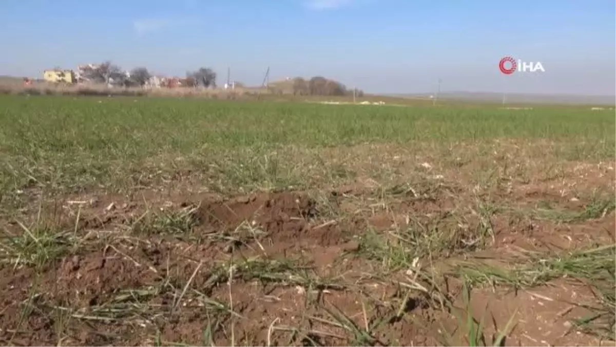 Uykuları kaçan çiftçinin yüzü son günlerdeki yağışlarla güldü