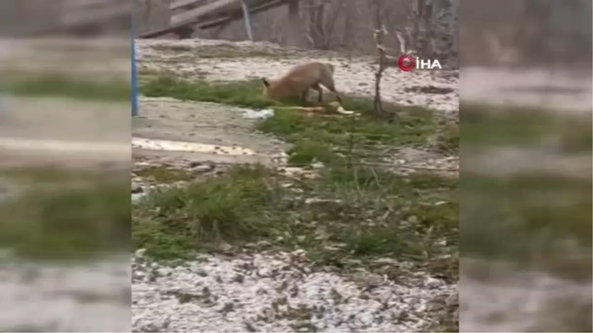 Bursalı hayvanseverler karşılarına çıkan tilkiyi böyle beslediler