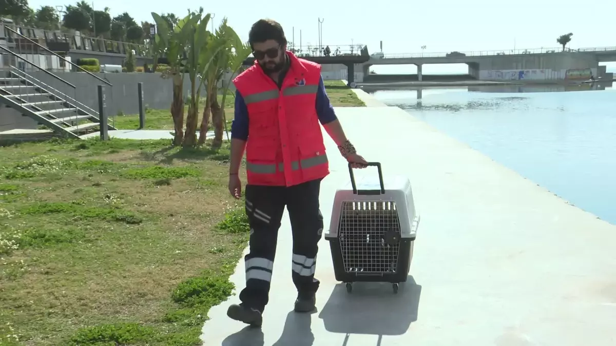 TEDAVİ EDİLEN KARABATAK, BOĞAÇAYI\'NA SALINDI